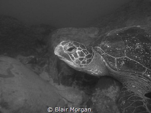 Green Sea Turtle resting at Cook Island, Fingal Head, NSW... by Blair Morgan 